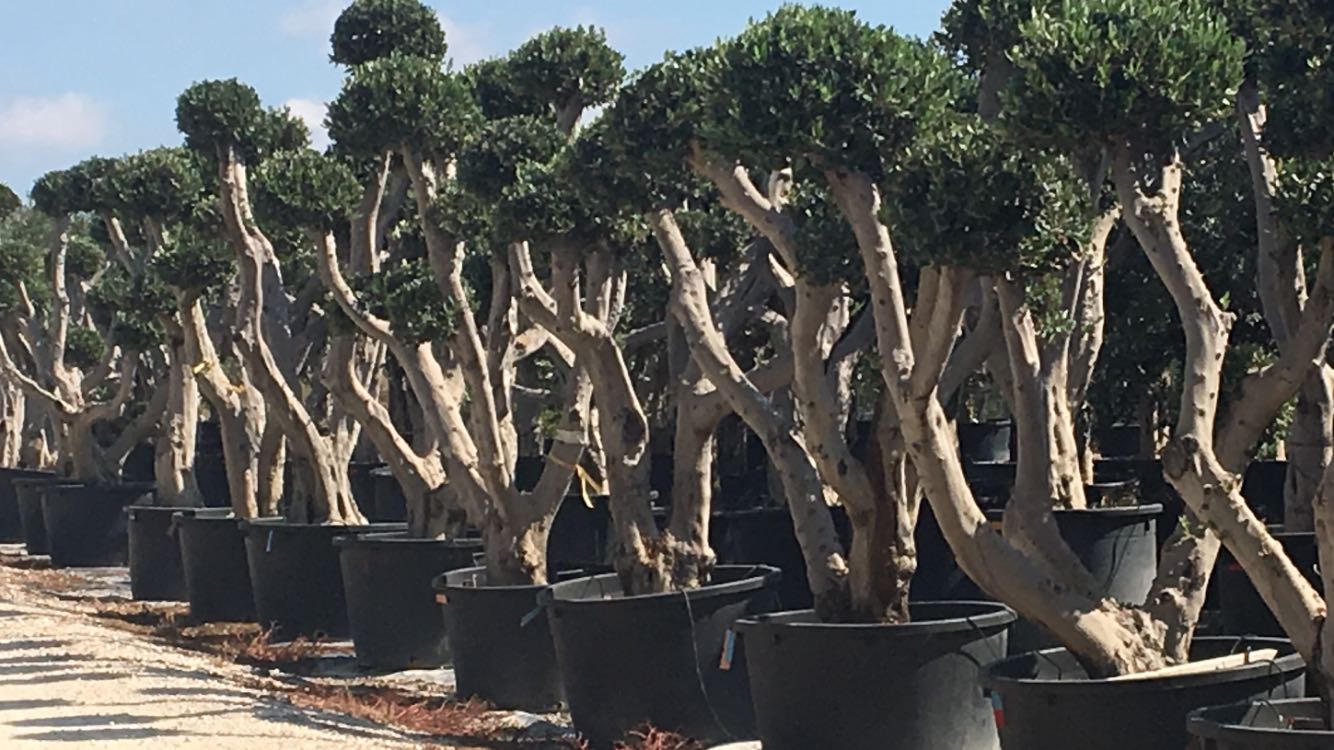 OLIVI PON-PON VENDITA